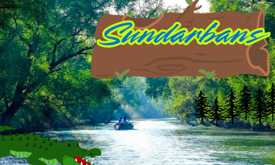 Deep Forest of sundarbans