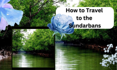 How to Travel to the Sundarbans